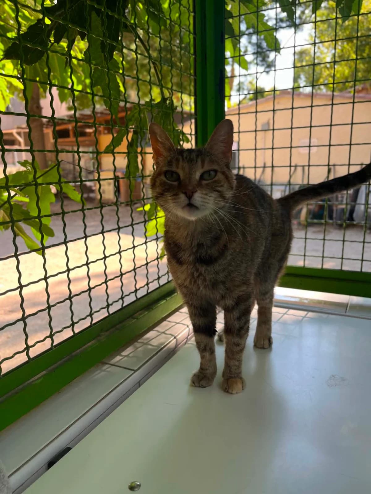 Katana, female 6yo European Shorthair for adoption at S.P.A Vauclusienne, Piégon