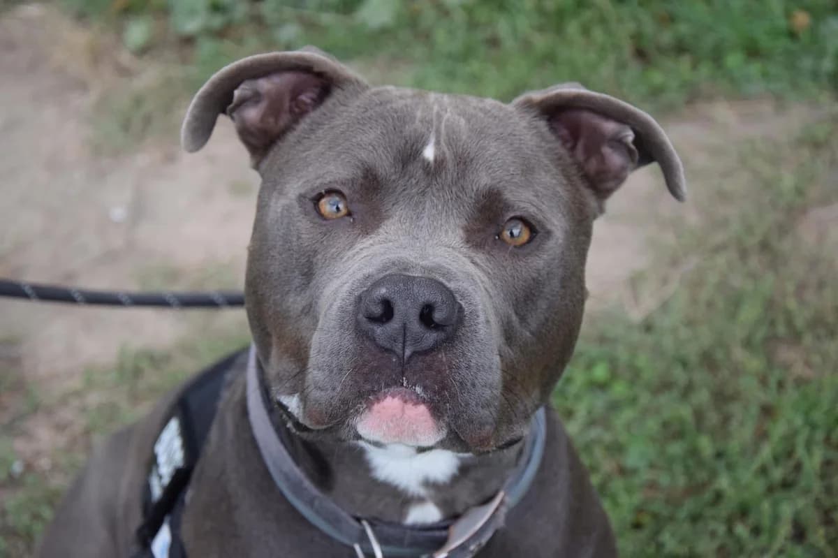 Kayzer, male 4yo American Staffordshire Terrier for adoption at S.P.A Vauclusienne, Piégon