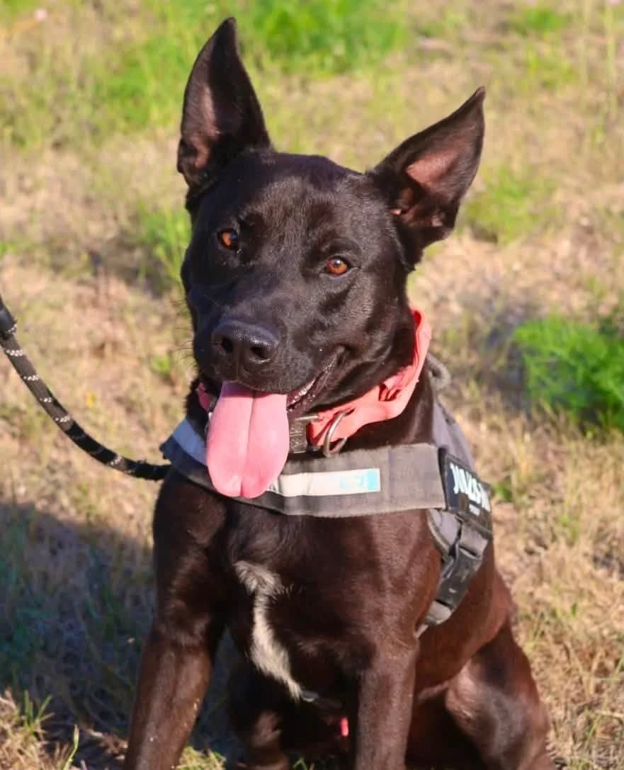 King, male young Mixed Breed for adoption at S.P.A Vauclusienne, Piégon