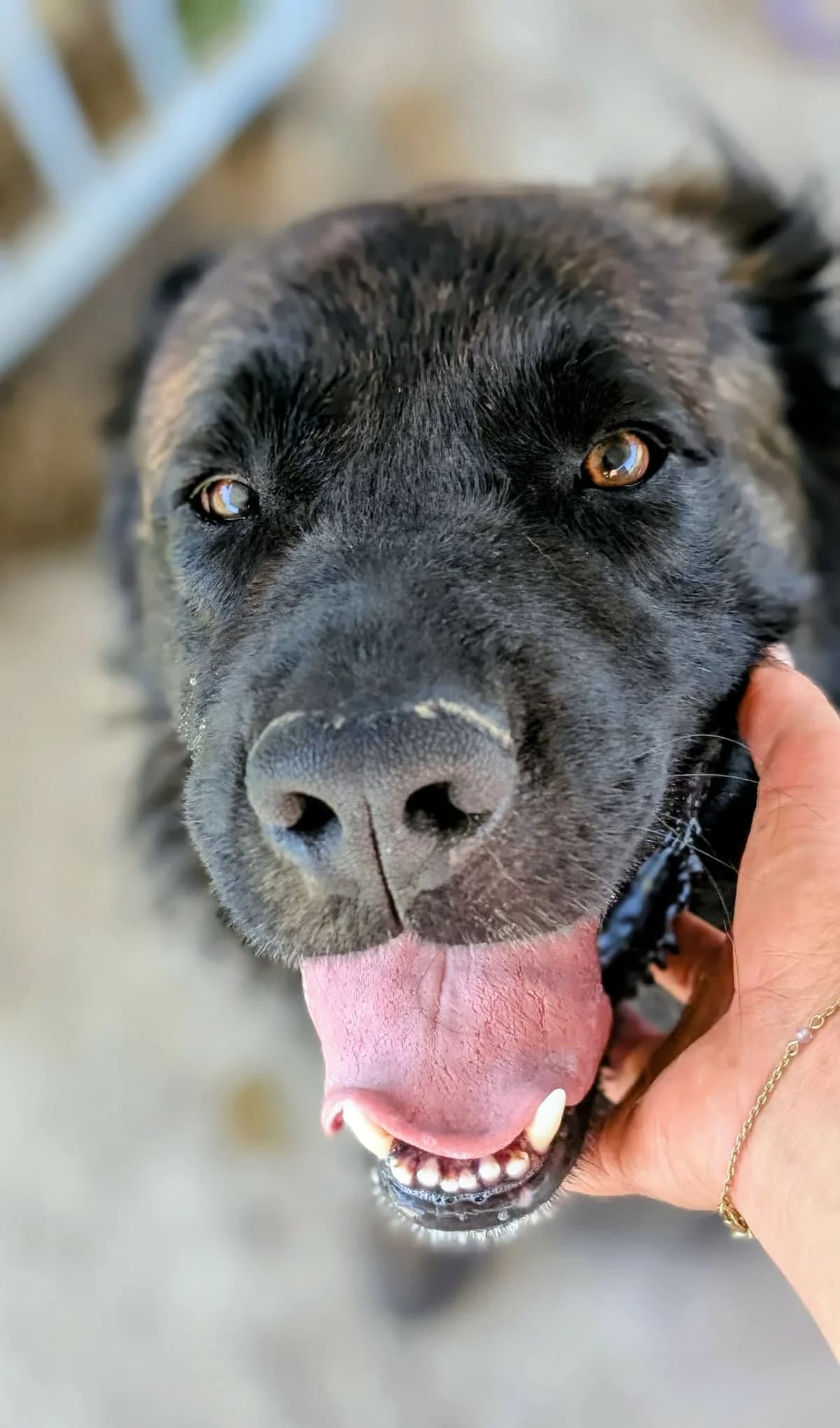 Kirby, male 3yo Mixed Breed for adoption at S.P.A Vauclusienne, Piégon