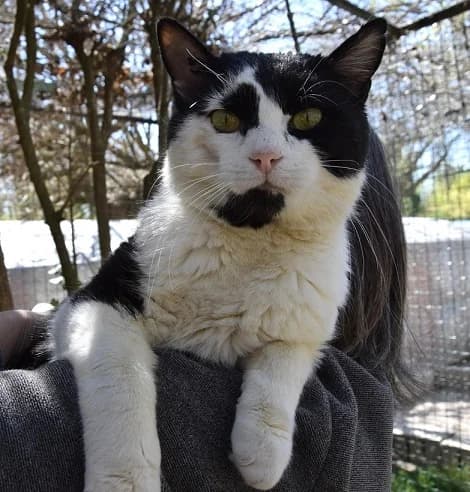 Kouri, male 6yo European Shorthair for adoption at S.P.A Vauclusienne, Piégon