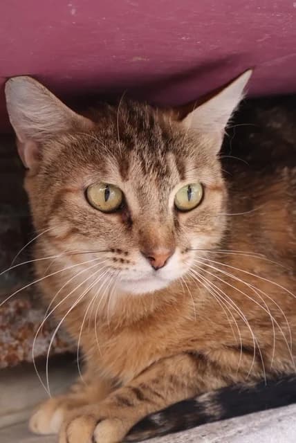 Lana, female 5yo European Shorthair for adoption at S.P.A Vauclusienne, Piégon