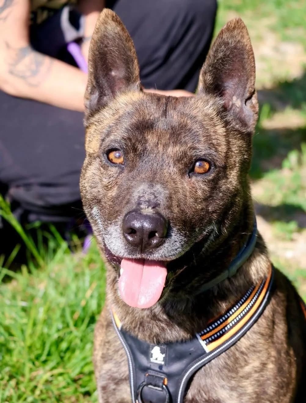 Lenny, male senior Mixed Breed for adoption at S.P.A Vauclusienne, Piégon