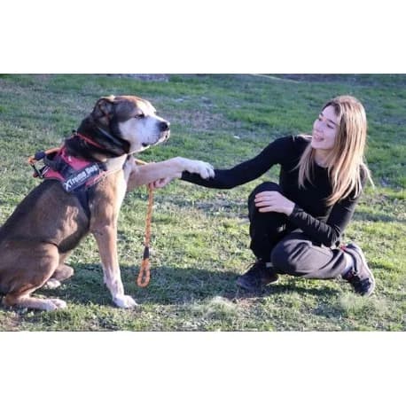 Levis, male senior Mixed Breed for adoption at S.P.A Vauclusienne, Piégon
