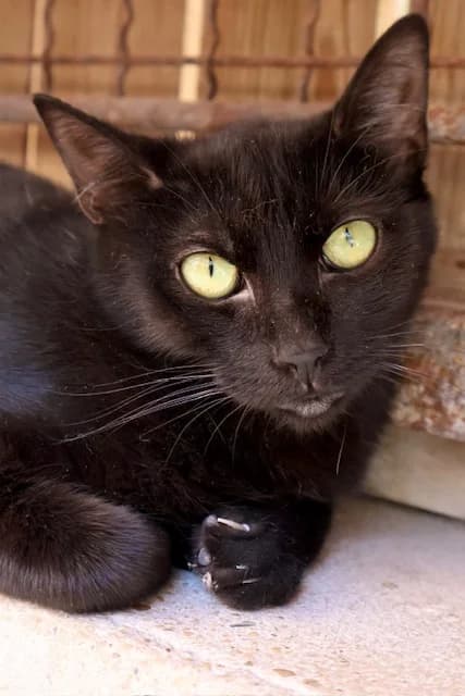 Lilite, female young European Shorthair for adoption at S.P.A Vauclusienne, Piégon