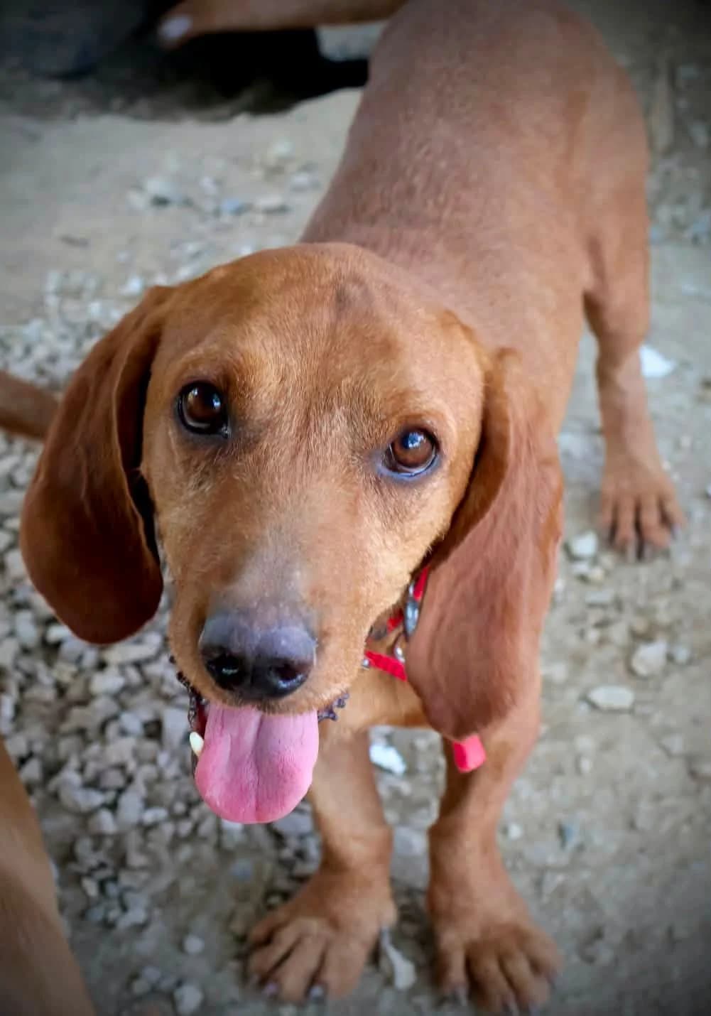 Lilou, male 3yo Mixed Breed for adoption at S.P.A Vauclusienne, Piégon
