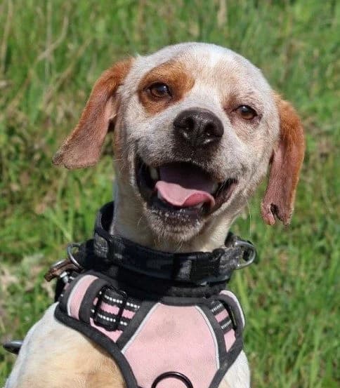 Lino, male 3yo Mixed Breed for adoption at S.P.A Vauclusienne, Piégon