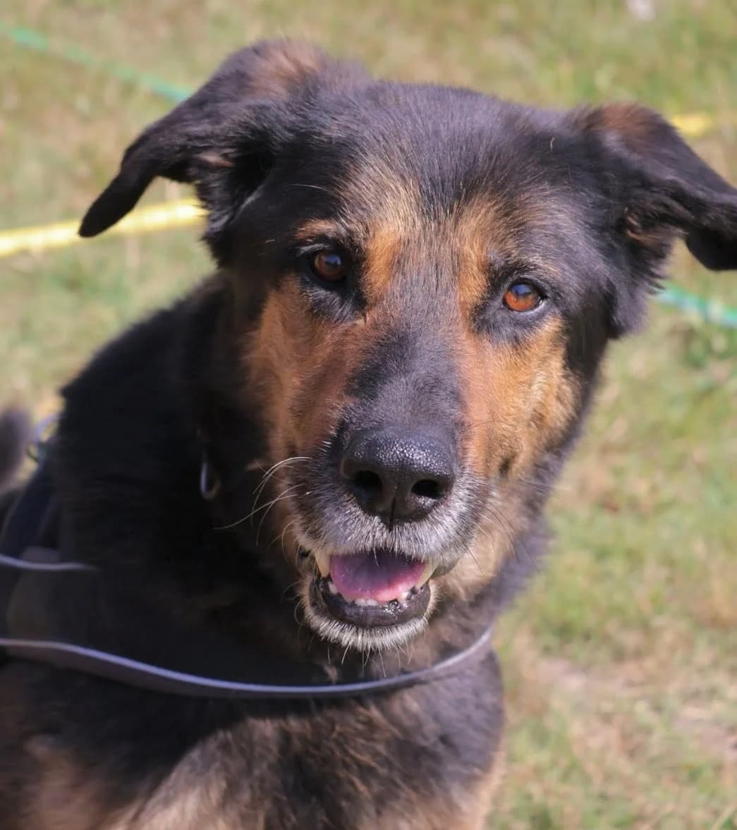 Lobo, male senior Mixed Breed for adoption at S.P.A Vauclusienne, Piégon
