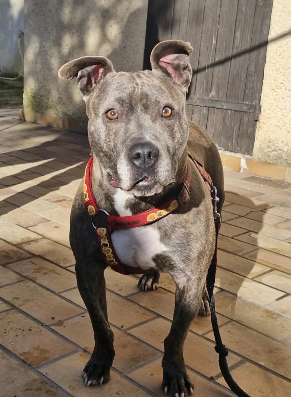 Loca, female 5yo American Staffordshire Terrier for adoption at S.P.A Vauclusienne, Piégon