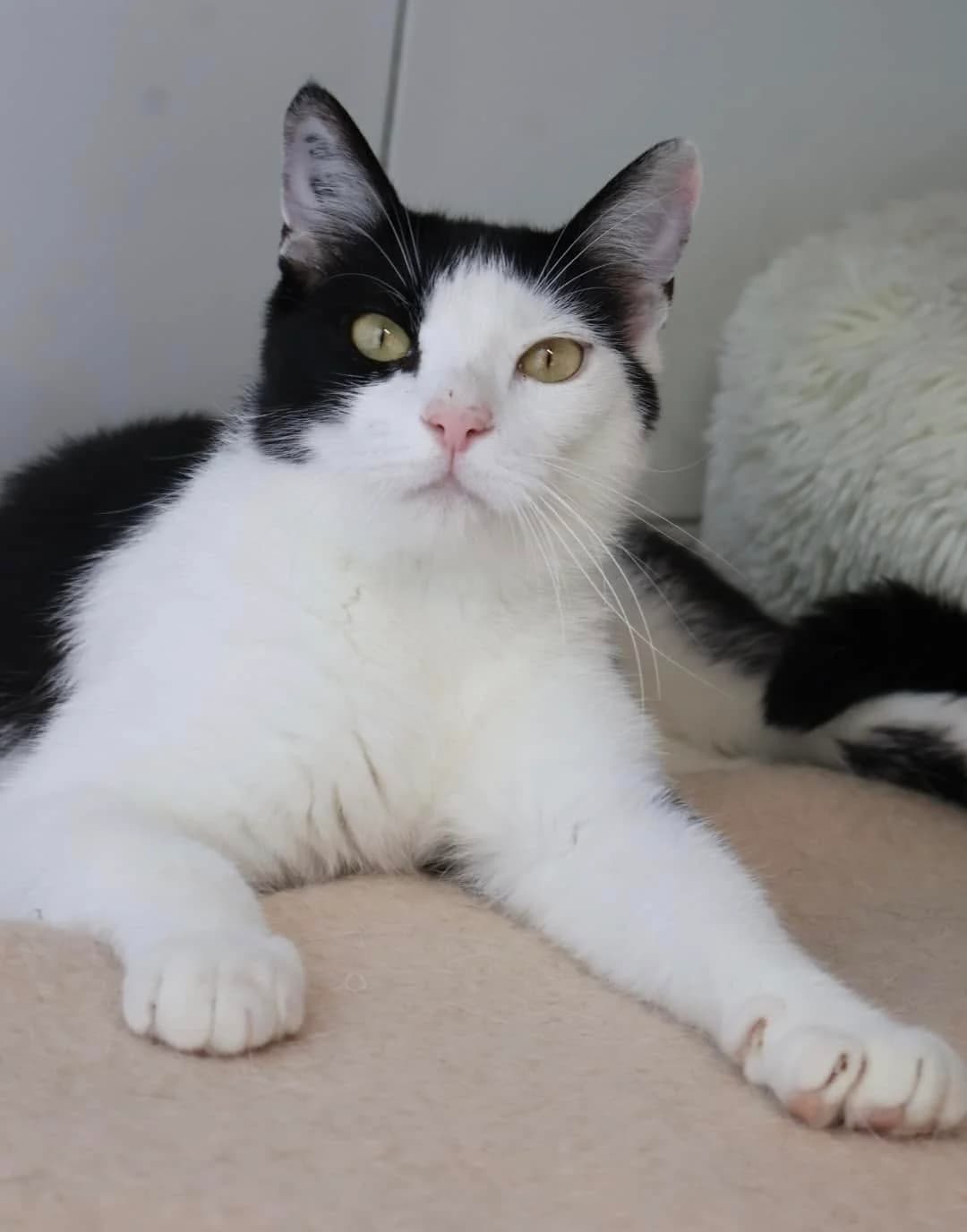 Looping, male 3yo European Shorthair for adoption at S.P.A Vauclusienne, Piégon