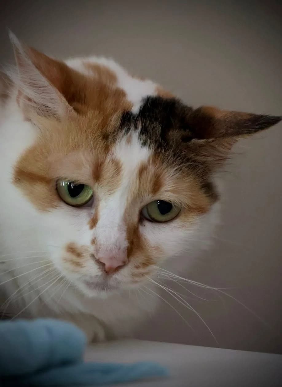 Louna, female 5yo European Shorthair for adoption at S.P.A Vauclusienne, Piégon