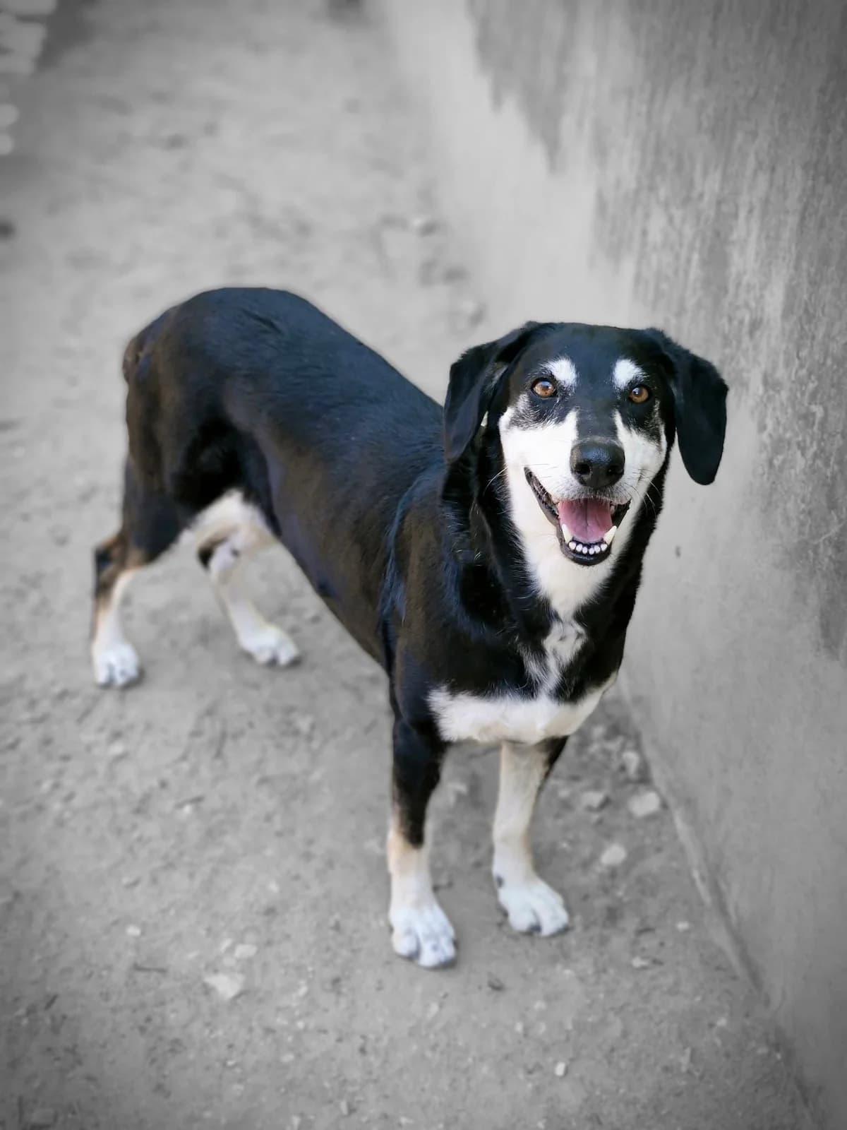 Lulu, female senior mixed breed for adoption at S.P.A Vauclusienne, Piégon