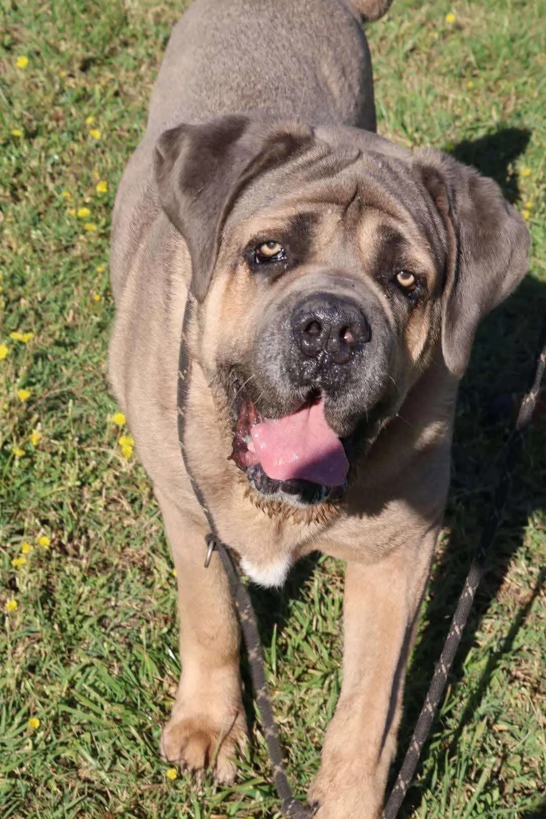 Maestro, male senior Cane Corso for adoption at S.P.A Vauclusienne, Piégon