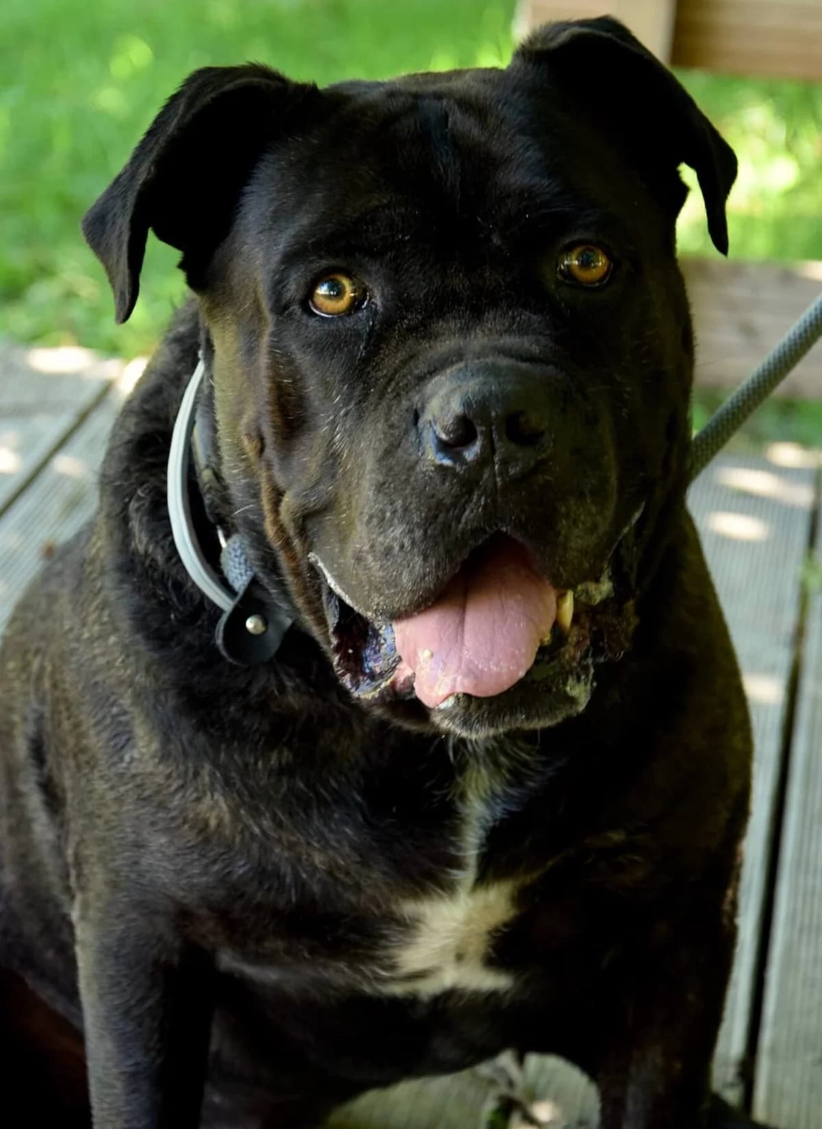 Maïdo, male senior Cane Corso for adoption at S.P.A Vauclusienne, Piégon