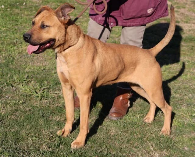 Malia, female mixed breed for adoption at S.P.A Vauclusienne, Piégon