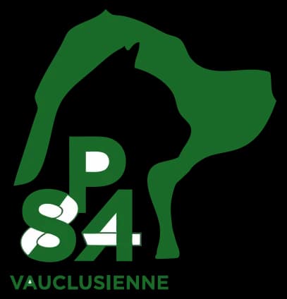 Masaï, male 3yo European Shorthair for adoption at S.P.A Vauclusienne, Piégon