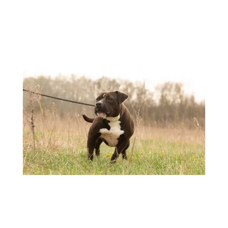 Maya, female 6yo Bull Terrier for adoption at S.P.A Vauclusienne, Piégon