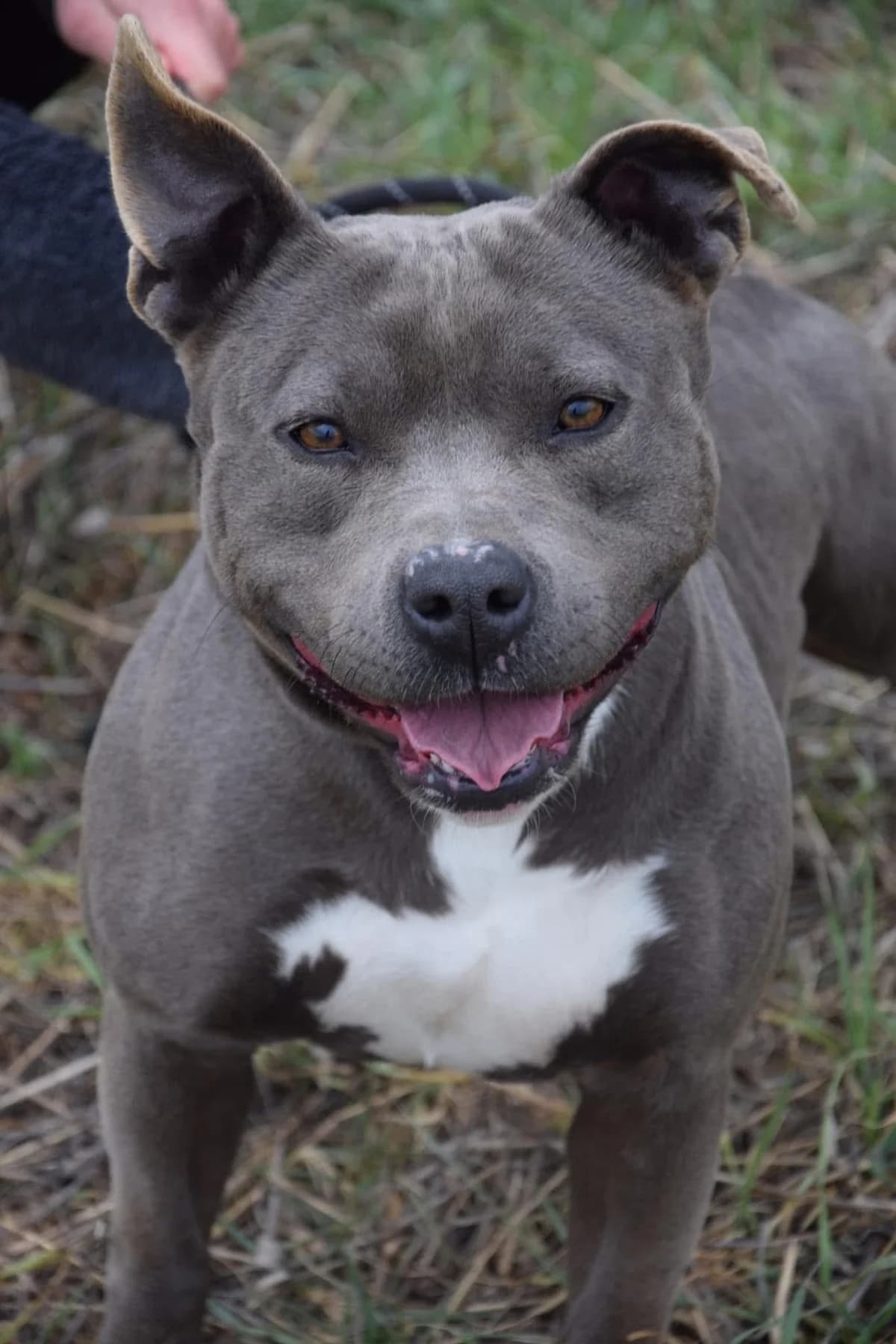 Maya, female 6yo American Staffordshire Terrier for adoption at S.P.A Vauclusienne, Piégon