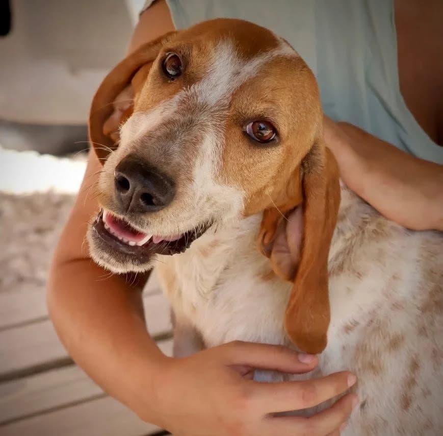 Melba, female young Pointer for adoption at S.P.A Vauclusienne, Piégon