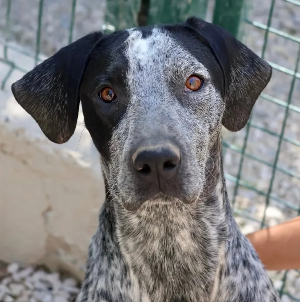 Memphis, male young Pointer for adoption at S.P.A Vauclusienne, Piégon