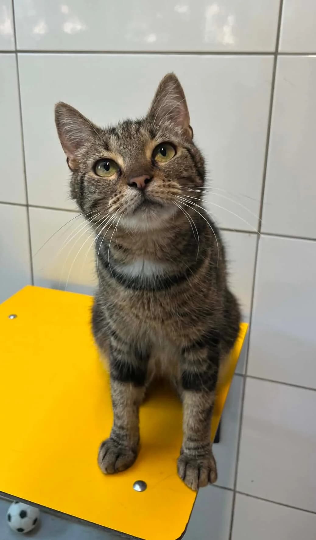 Mila, female young European Shorthair for adoption at S.P.A Vauclusienne, Piégon