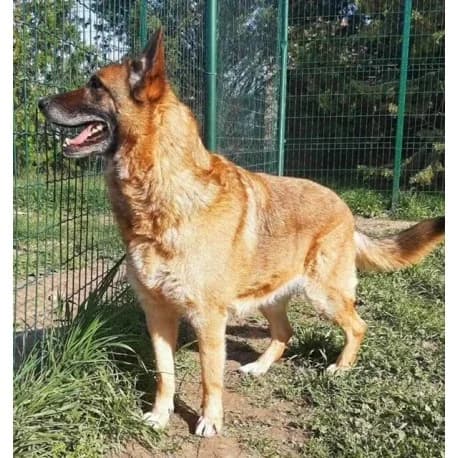 Miss, female senior German Shepherd for adoption at S.P.A Vauclusienne, Piégon