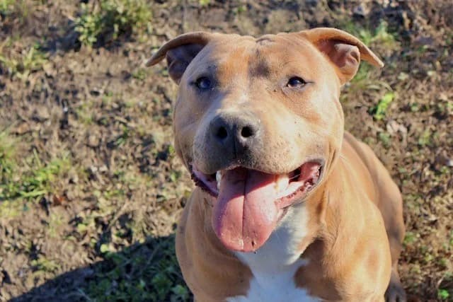 Moka, male 3yo Staffordshire Bull Terrier for adoption at S.P.A Vauclusienne, Piégon