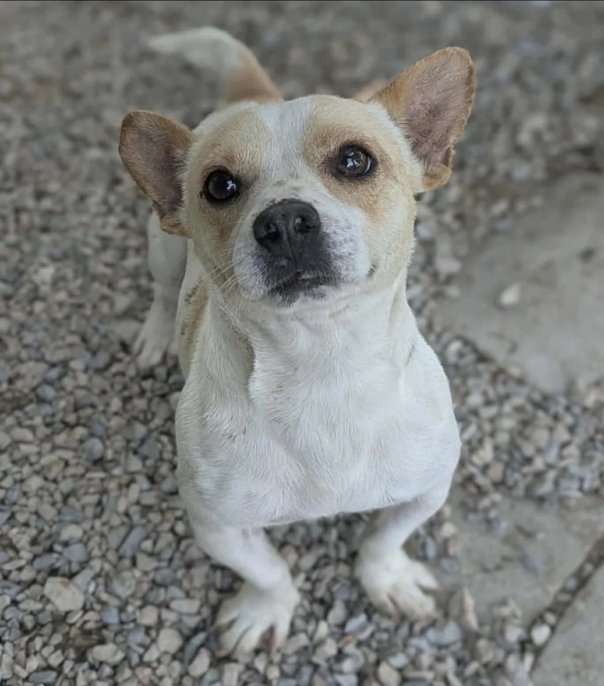 Moustic, male young Mixed Breed for adoption at S.P.A Vauclusienne, Piégon