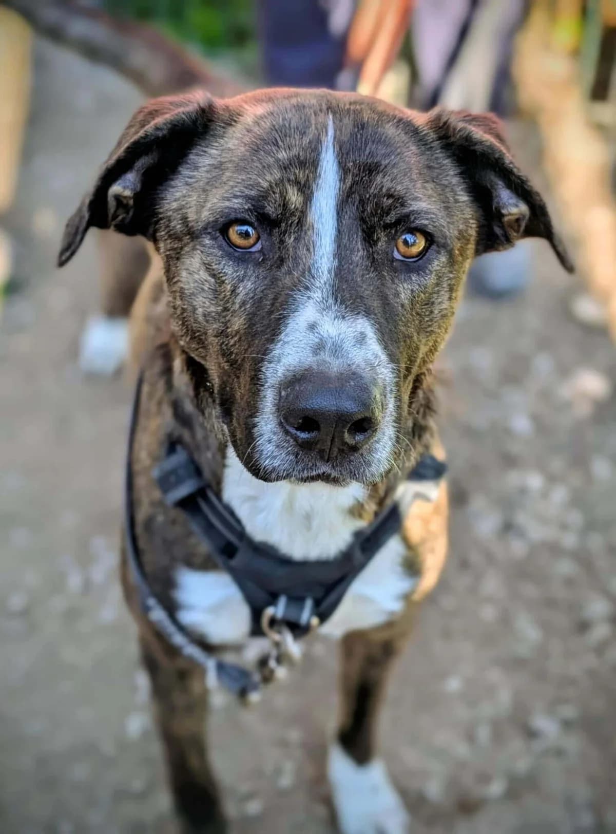 Mowgli, male young Mixed Breed for adoption at S.P.A Vauclusienne, Piégon