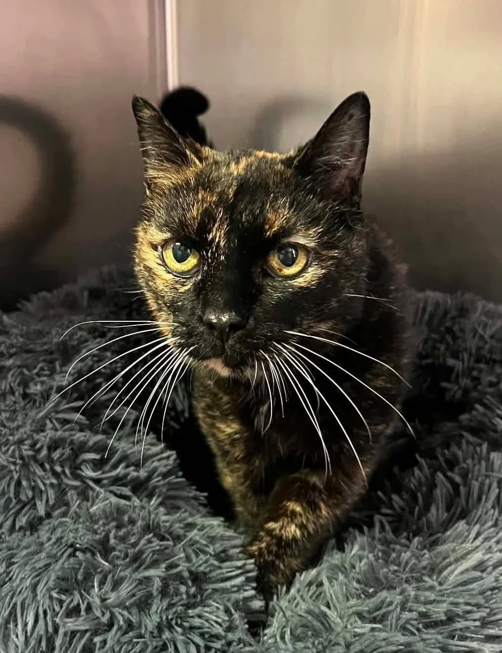 Myrtille, female senior European Shorthair for adoption at S.P.A Vauclusienne, Piégon
