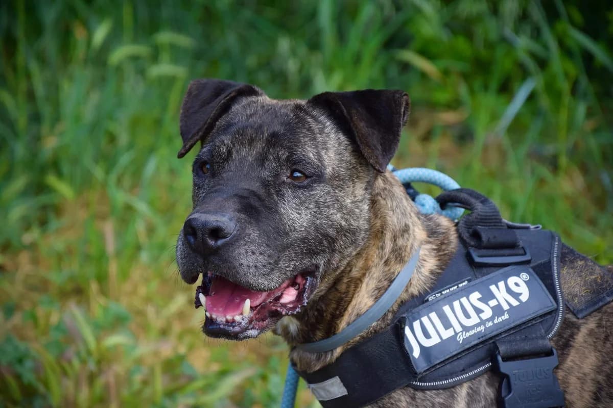 Narco, male senior American Staffordshire Terrier for adoption at S.P.A Vauclusienne, Piégon