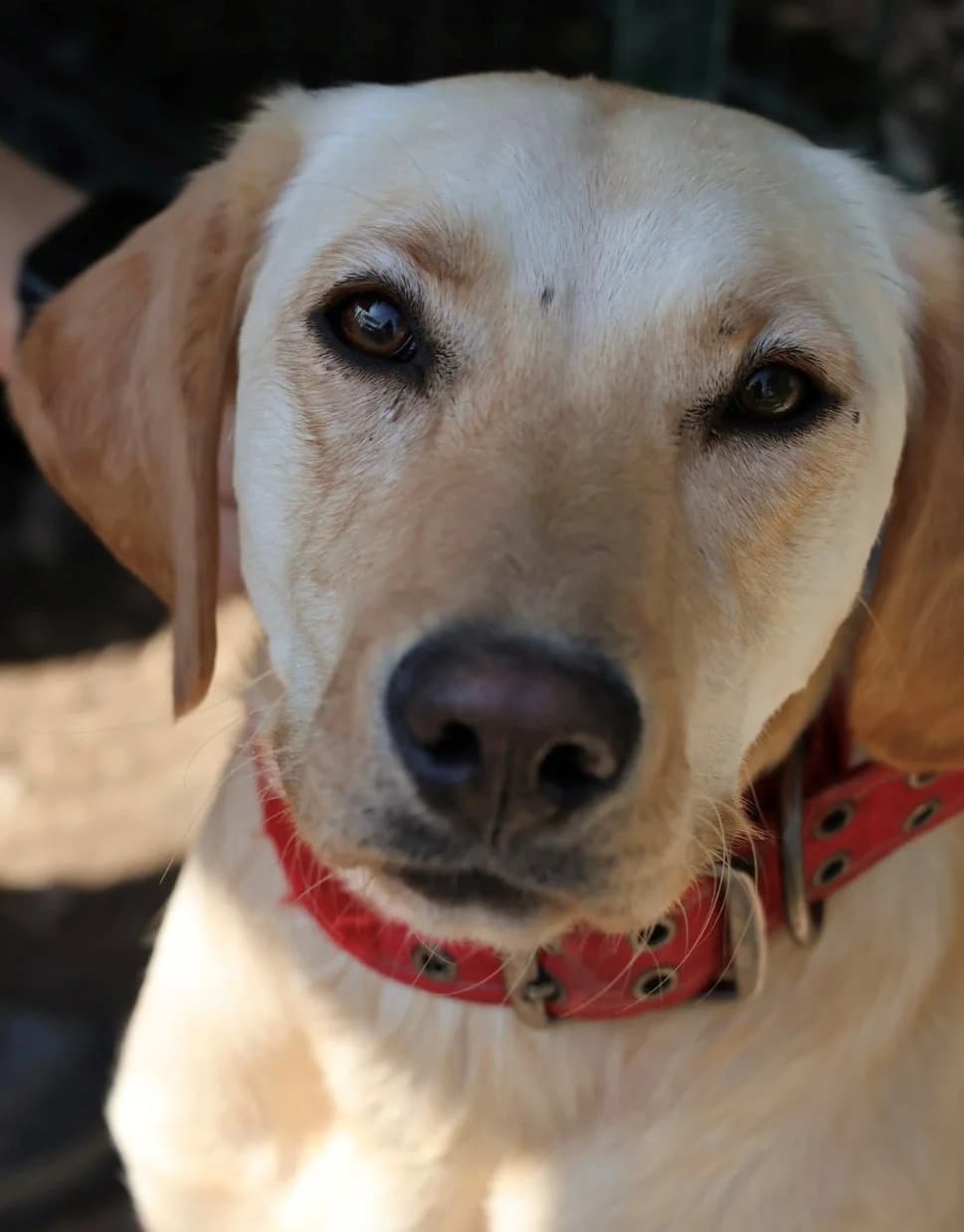Naya, female young Labrador Retriever for adoption at S.P.A Vauclusienne, Piégon