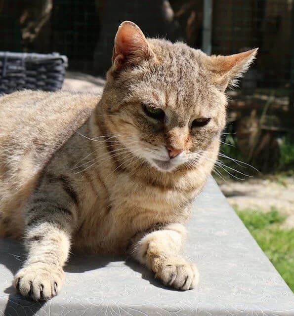 Neyade, female senior European Shorthair for adoption at S.P.A Vauclusienne, Piégon