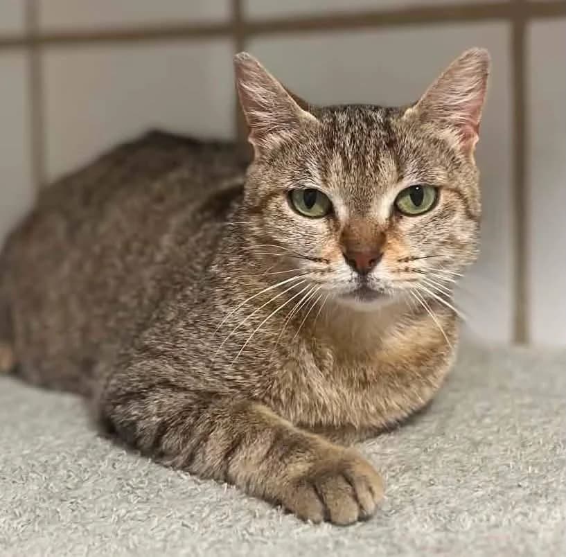 Nicky, female 6yo European Shorthair for adoption at S.P.A Vauclusienne, Piégon