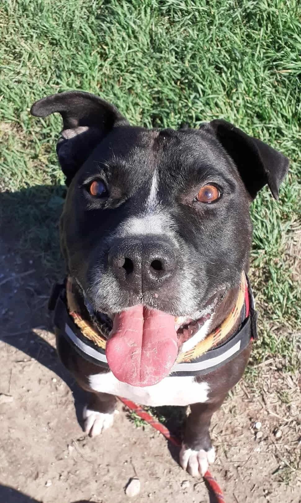Niska, male American Staffordshire Terrier for adoption at S.P.A Vauclusienne, Piégon