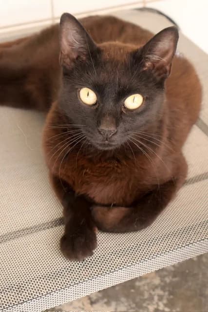 Nyx, female young European Shorthair for adoption at S.P.A Vauclusienne, Piégon