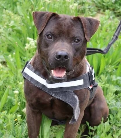 Onyx, male American Staffordshire Terrier for adoption at S.P.A Vauclusienne, Piégon