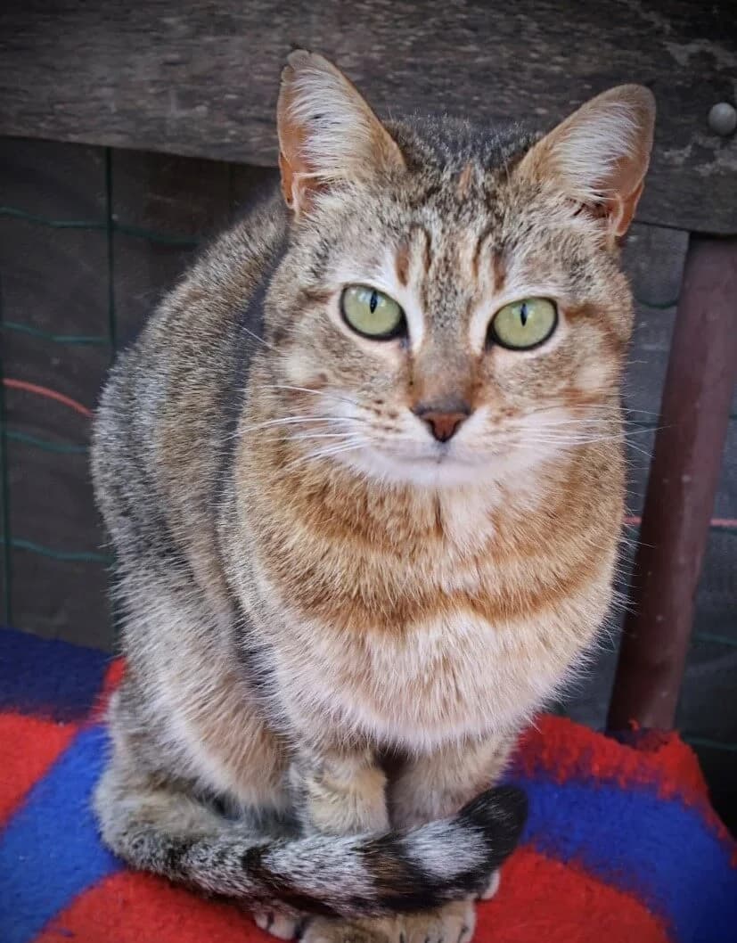 Opale, female senior Mixed Breed for adoption at S.P.A Vauclusienne, Piégon