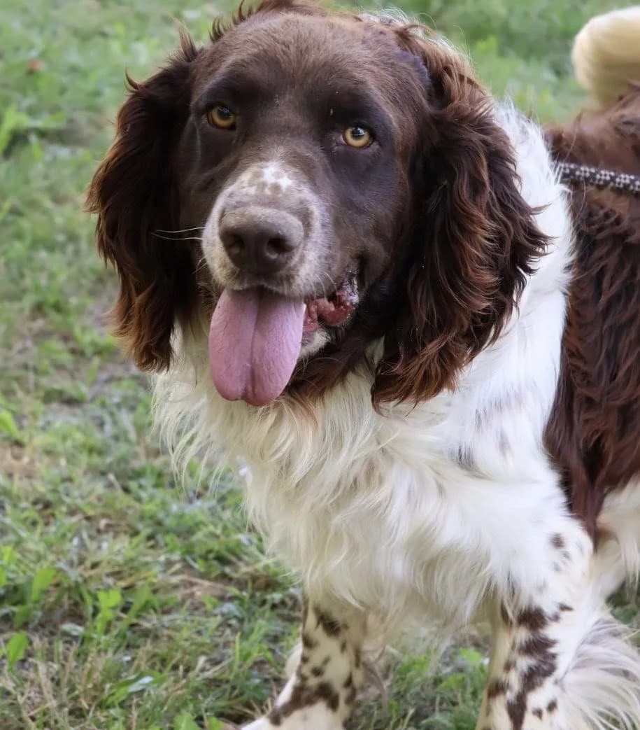 Osco, male young Mixed Breed for adoption at S.P.A Vauclusienne, Piégon