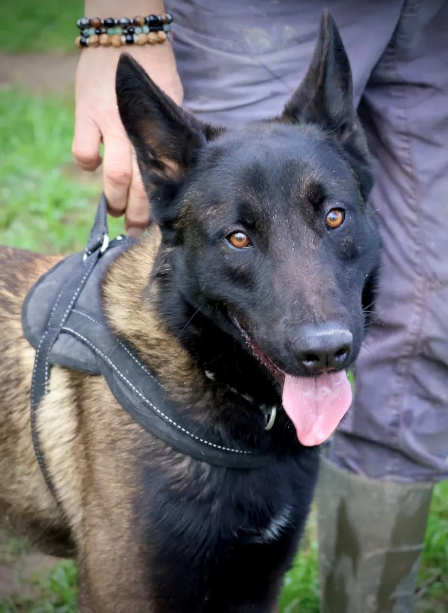 Oskar, male young Belgian Malinois for adoption at S.P.A Vauclusienne, Piégon