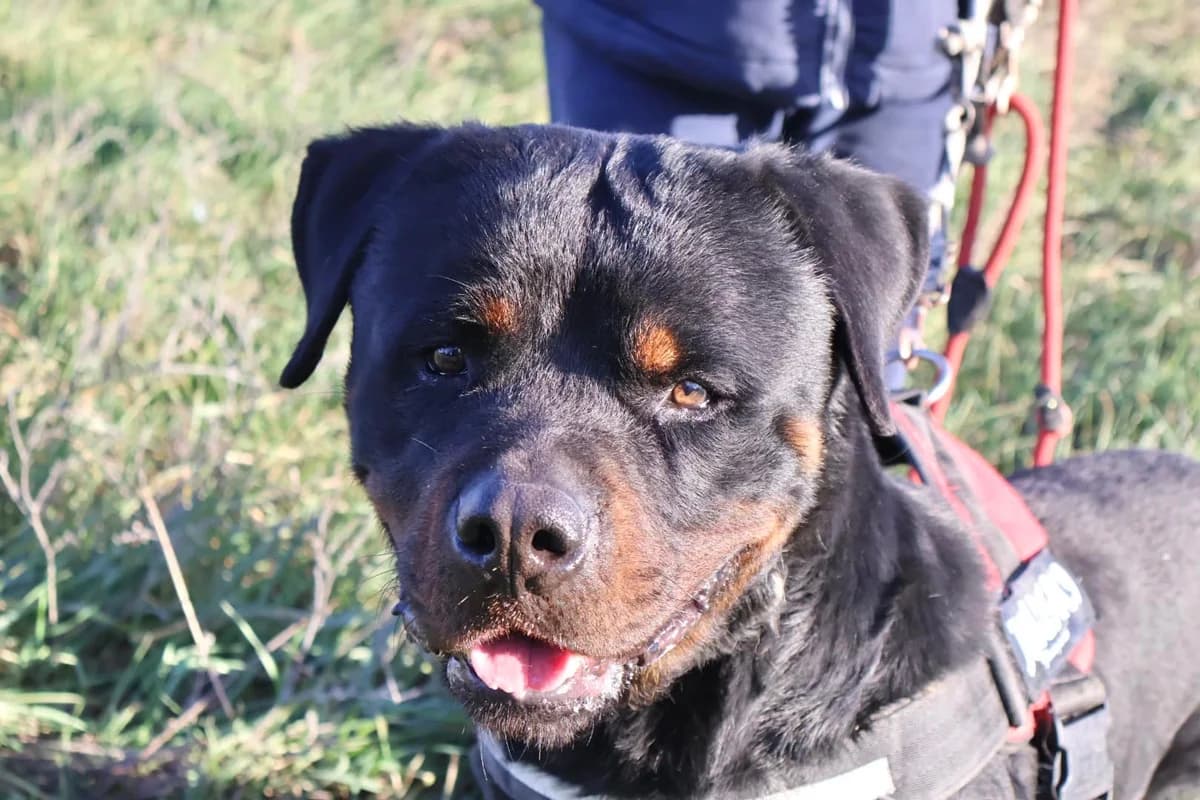 Owen, male 7yo Rottweiler for adoption at S.P.A Vauclusienne, Piégon