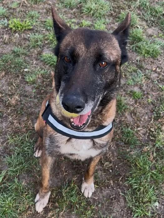 Oxxy, female Belgian Malinois for adoption at S.P.A Vauclusienne, Piégon