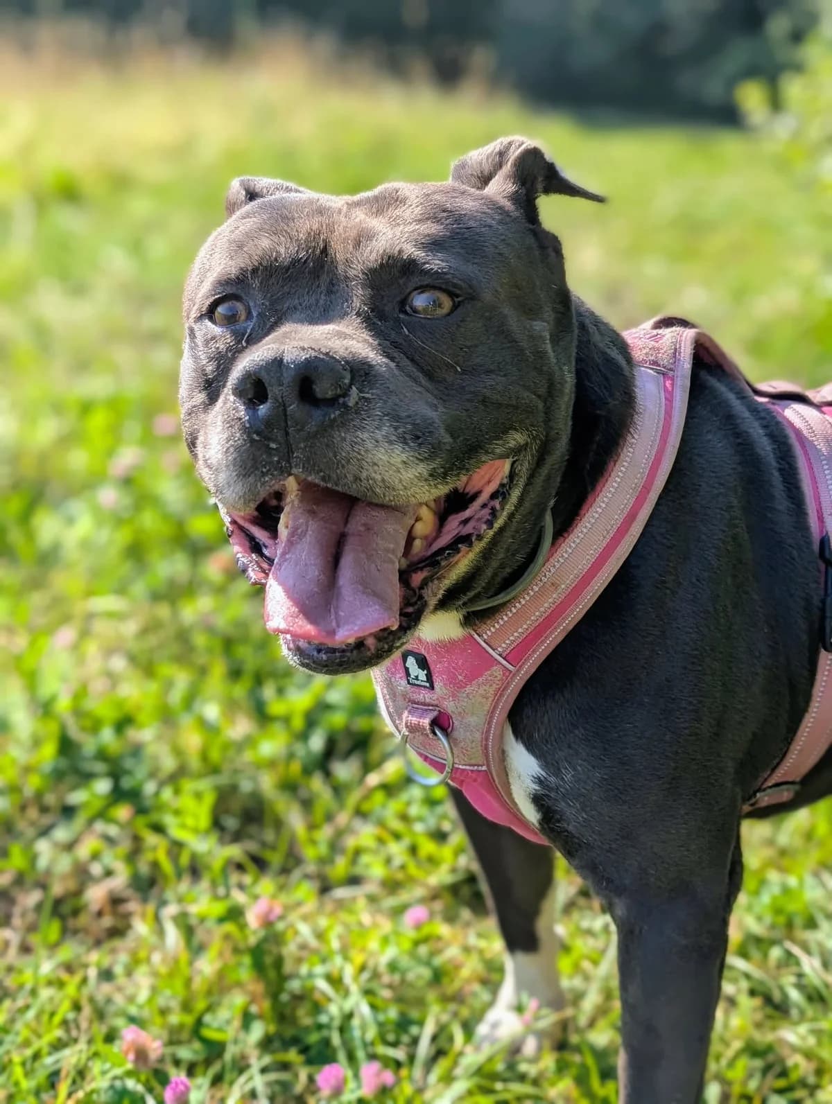 Pachy, male 7yo American Staffordshire Terrier for adoption at S.P.A Vauclusienne, Piégon