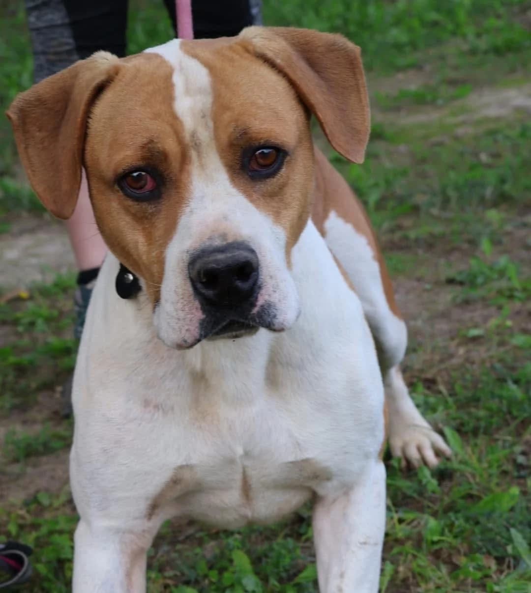 Paco, male Mixed Breed for adoption at S.P.A Vauclusienne, Piégon