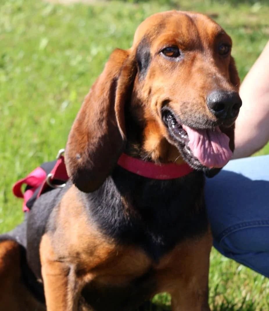 Pépito, male 5yo Mixed Breed for adoption at S.P.A Vauclusienne, Piégon