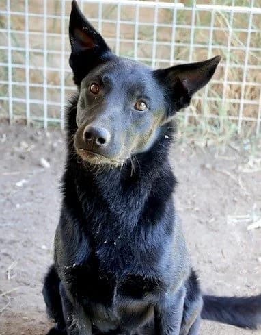 Pequelet, male young Mixed Breed for adoption at S.P.A Vauclusienne, Piégon