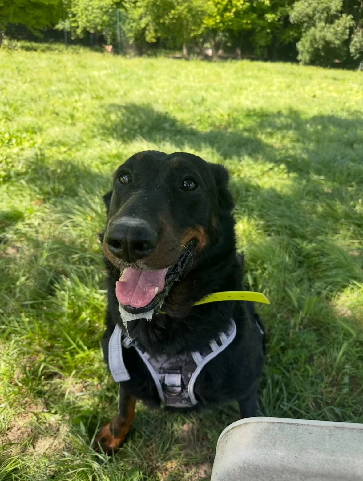 Petra, female Mixed Breed for adoption at S.P.A Vauclusienne, Piégon