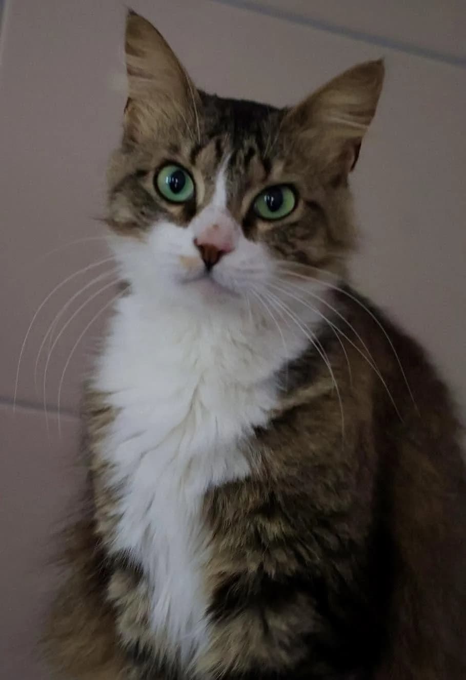 Pilou, female 3yo European Shorthair for adoption at S.P.A Vauclusienne, Piégon