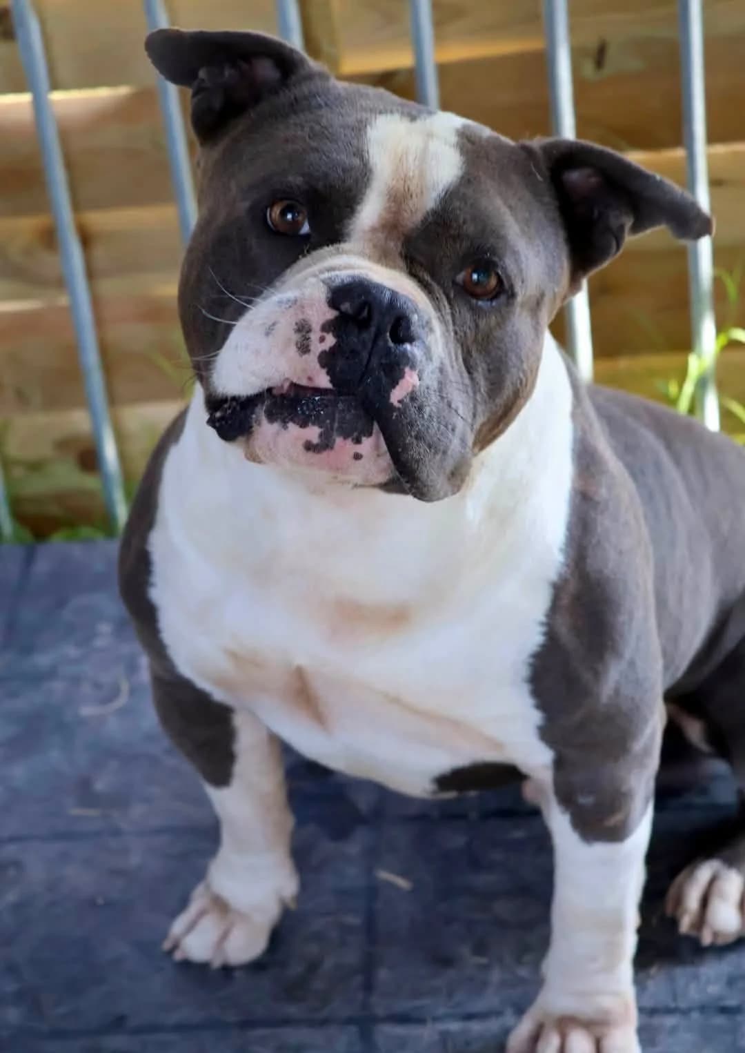 Pitiot, male 5yo Mixed Breed for adoption at S.P.A Vauclusienne, Piégon