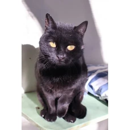 Plume, female senior European Shorthair for adoption at S.P.A Vauclusienne, Piégon